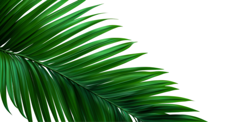 palm tree leaves