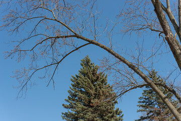 springtime in the park (deciduous and conifer trees on a blue sky)