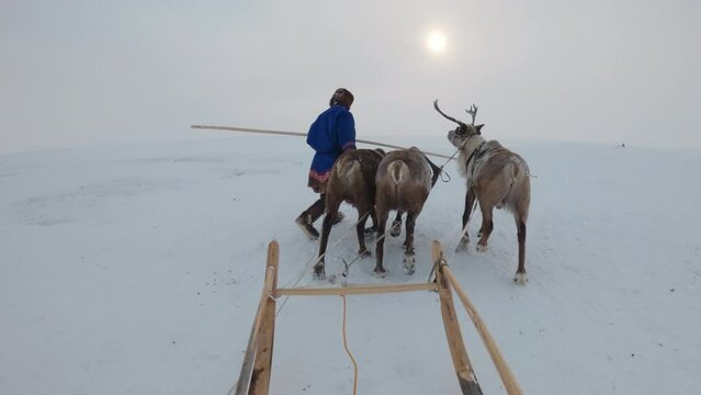 Shepherd with reindeer harnessed to a sledge. Three deer pull a sleigh.