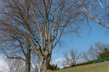 beech tree and park bench on a blue sky
