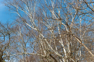 birch trees on a blue sky