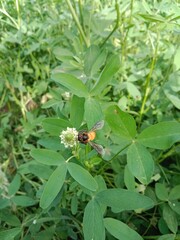 Honey Bee collect nectar or pollens from the trifolium alexandrinum flower Egyptian clover, berseem clover