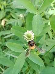 Honey Bee collect nectar or pollens from the trifolium alexandrinum flower Egyptian clover, berseem clover