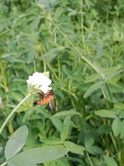 Honey Bee collect nectar or pollens from the trifolium alexandrinum flower Egyptian clover, berseem clover