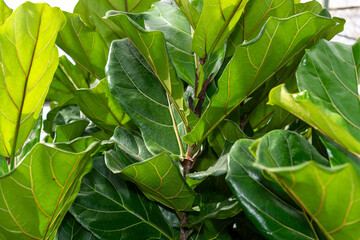 Ficus lyrata or green leaves (shallow depth of field focus)