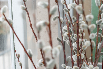 in and out of focus pussy-willow branches (with strobe effect)