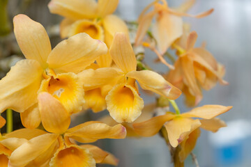 close-up of burnt yellow orchids