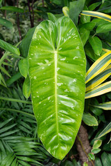 close-up of a tropical leaf and other foliage