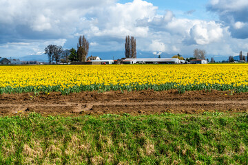 Daffodils Field Scene 5