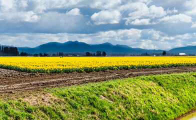 Daffodils Field Scene 7