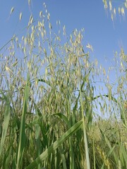 avena fatua plant or wild oat, wild oats, common wild oat, spring wild oat, folle avoine, oatgrass, poor oats, and wheatgrass