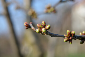 Sweet cherry branch with flower buds