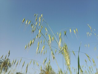 avena fatua plant or wild oat, wild oats, common wild oat, spring wild oat, folle avoine, oatgrass, poor oats, and wheatgrass