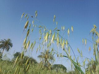 avena fatua plant or wild oat, wild oats, common wild oat, spring wild oat, folle avoine, oatgrass, poor oats, and wheatgrass