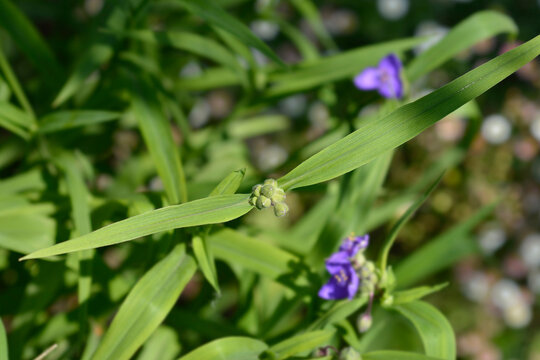 Spiderwort flower buds and leaves