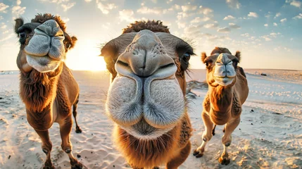 Foto auf Alu-Dibond A group of camels trekking through a sandy field under the bright sun © Anoo