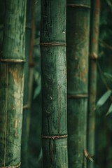 Cover with realistic tropical bamboo, green background. Exotic fashion concept. Serene luxury. Advertising for travel agency - signboard, banner, flyer, certificate, advertisement.