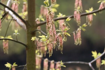 Ash maple flowers in the Backlight