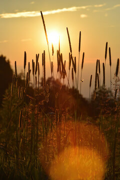 Meadow Foxtail in Sunset (Alopecurus Pratensis)