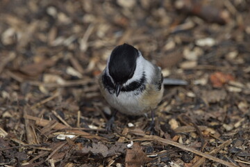 La Plaine 29 Mars 2024
