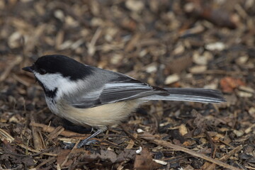 Obraz premium La Plaine 29 Mars 2024