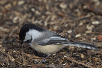 La Plaine 29 Mars 2024