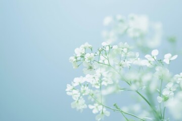 White Flowers on Blue Background