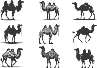 Arabian camel  silhouette black color . white color background  