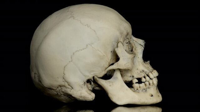 Anatomically accurate human skull rotates on its axis. Seamless loop. Smooth rotation.