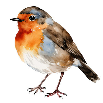 AI-generated watercolor Robin bird clip art illustration. Isolated elements on a white background.