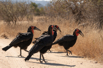 Vier große Hornraben überqueren eine Sandstraße im Kruger Nationalpark, Südafrika, 