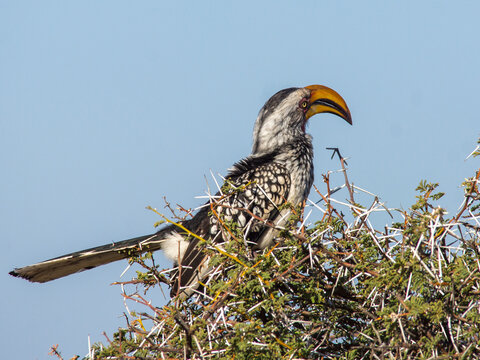 Südlicher Gelbschnabeltoko sitzt auf einem Baum in Südafrika