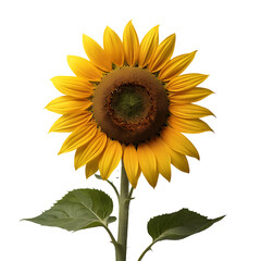 Fototapeta premium Sunflower flower PNG image on a transparent background, Sunflower image isolated on transparent png background