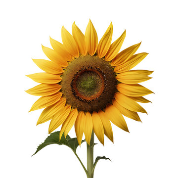 Sunflower flower PNG image on a transparent background, Sunflower image isolated on transparent png background