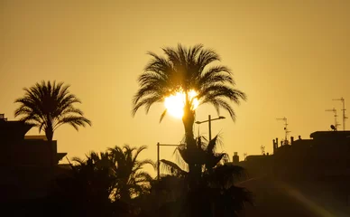 Fototapeten atardecer en elche con palmeras © Fg