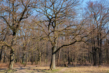 View of bare trees in the grove in early spring.