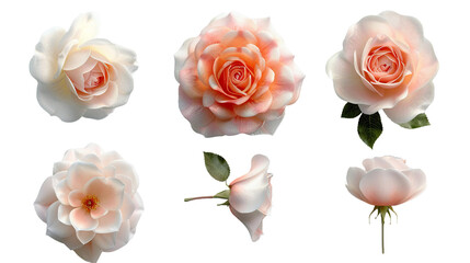 English Rose in 3D Digital Art on Transparent Background for Floral Design Elements and Decorative Backdrops