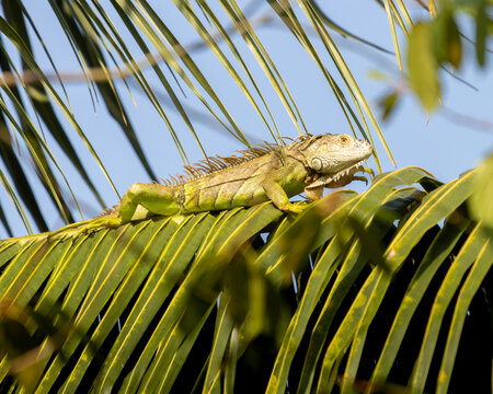 Green iguana sunning itself on the leaf of a coconut palm