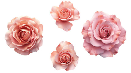English Rose in 3D Digital Art on Transparent Background for Floral Design Elements and Decorative Backdrops