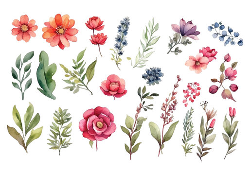 Watercolor floral elements vector