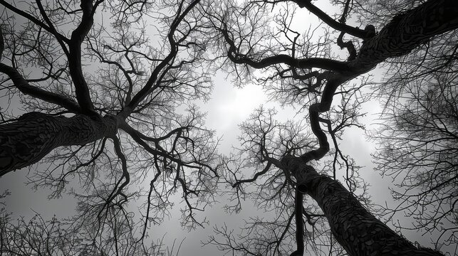The image is a black and white photo of three trees with bare branches. The trees are tall and their branches are spread out, creating a sense of depth and height