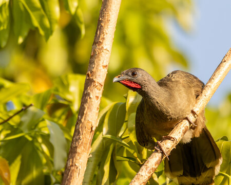 chachalaca perched on the tree branch