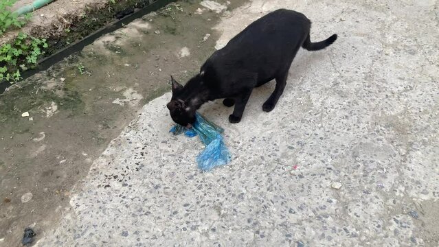 black cat eating something wrong food on place