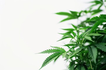 Close up of cannabis plants on a white background.