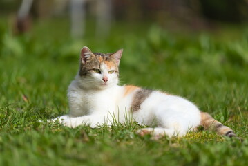 Kot w trawie - obrazy, fototapety, plakaty