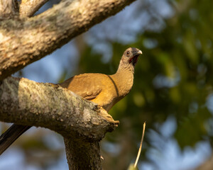 chachalaca perched on the tree branch