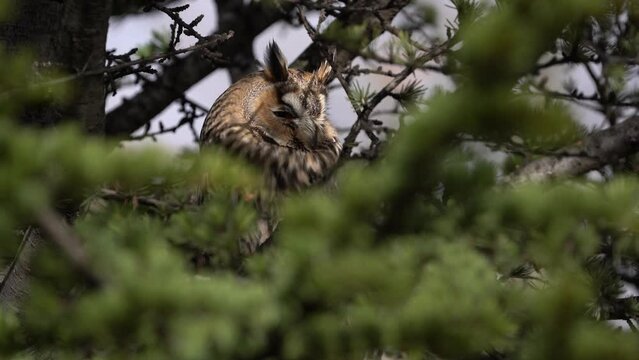 Long eared Owl in the tree
