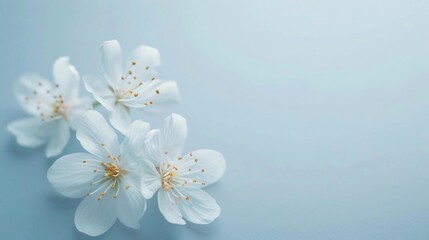 Cherry blossoms on a blue background. Beautiful gentle cover with spring flowers. With space for text. For cover, banner, business card. The concept of quiet luxury.