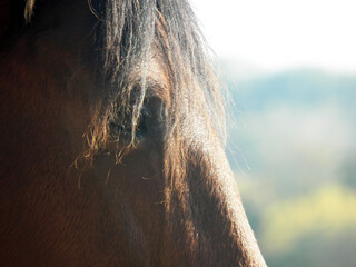 One horse head photography with focus on foreground. The horse is brown with a detailled black brown mane part a a natural light on his muzzle.