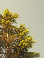 One fir tree part shooted from low low angle withe a yellow orange filter or a polarized effect.